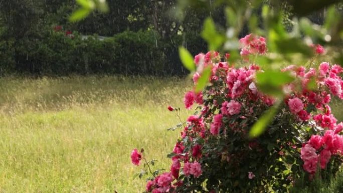 草地上下雨的风景浇花雨滴花朵