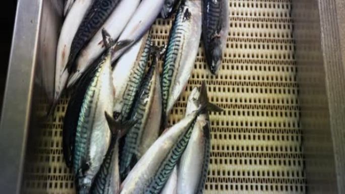 渔业: 鱼工厂中的鲭鱼