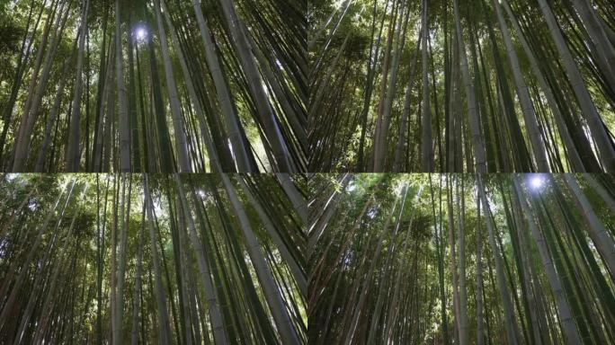 平移竹林斑驳的阳光树线