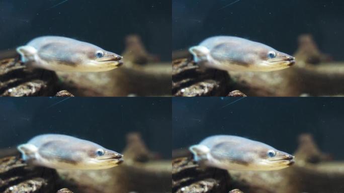 日本鳗鱼的水下图像