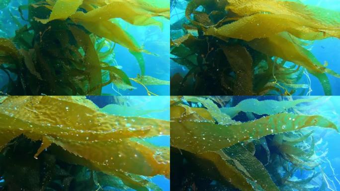 五颜六色的小鱼在绿松石水中游泳。海洋中的绿色巨型海带森林
