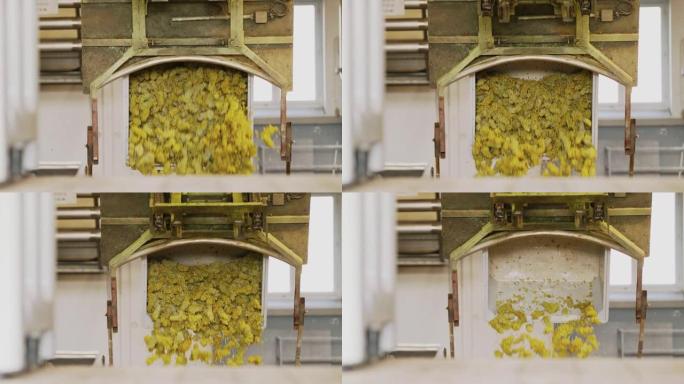从加工桶中倒空的黄葡萄的慢动作镜头
