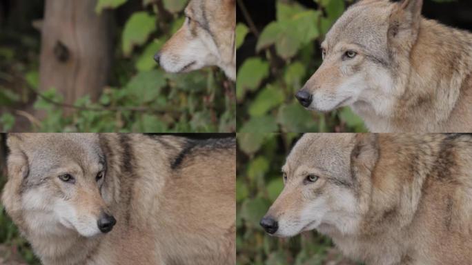 狼 (Canis lupus)，也称为灰狼，是犬科最大的现存成员。狼是狗家族中最大的野生成员。