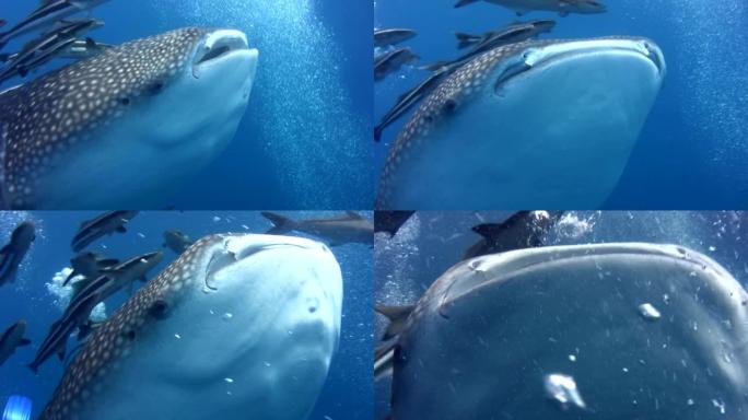 鲸鱼 (犀牛typus) 吞咽气泡