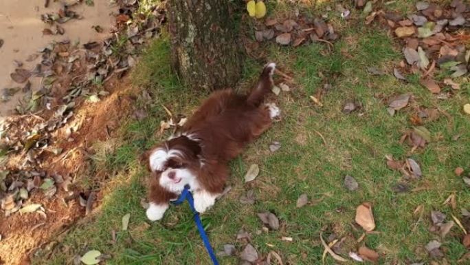 7 month old shih tzu puppy lying on the lawn in a 