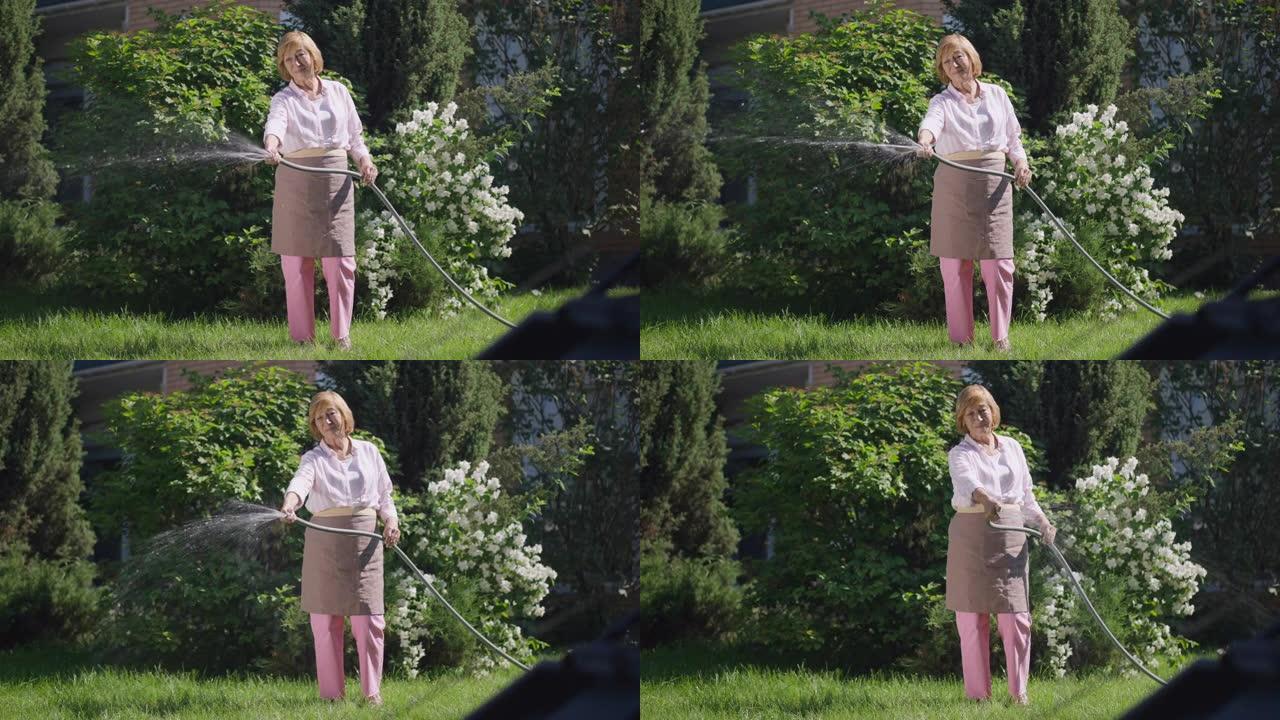 宽幅镜头自信的高级女子在后院慢动作浇灌绿色草坪。白种人退休人员的肖像，软管在阳光下在户外的草地上倒水