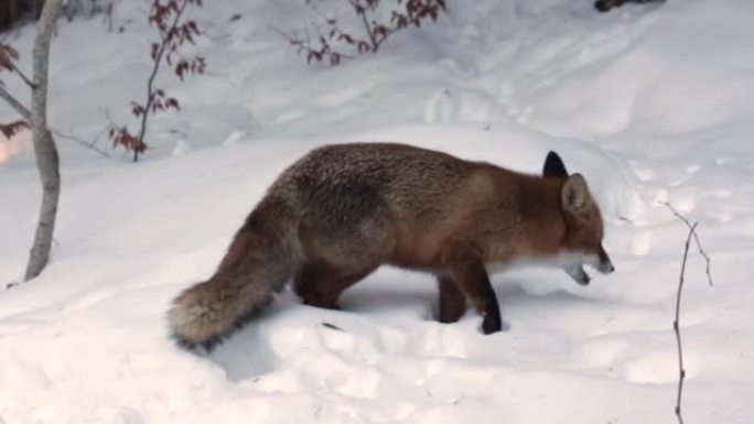 饿山野红狐在雪中6