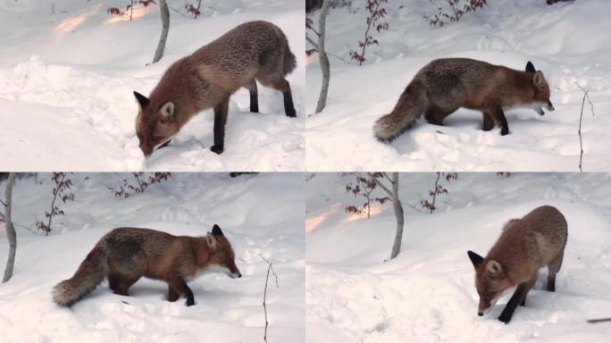 饿山野红狐在雪中6