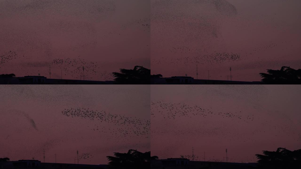 罗马天空中的一群八哥鸟