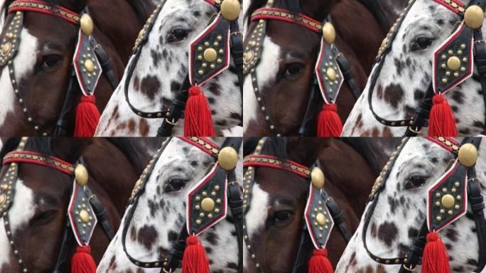 波兰克拉科夫，两辆传统的马车马头眼睛细节极端特写，工作动物，没有人，侧视图，慢动作。城市旅游，热门旅