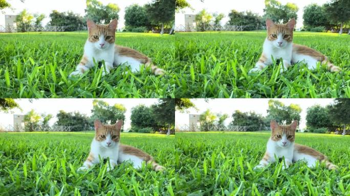 姜和白胡同猫躺在绿草地上，在公园里休息。土耳其的流浪猫。夏日，背景上的树木
