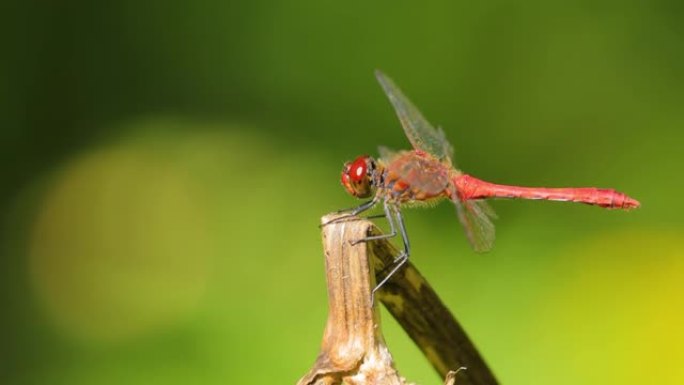 猩红色蜻蜓 (Crocothemis erythraea) 是Libellulidae科中的一种蜻蜓