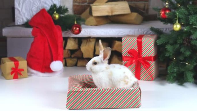 一只可爱的兔子坐在圣诞树下的礼品盒里。圣诞节或新年。符号2023年。