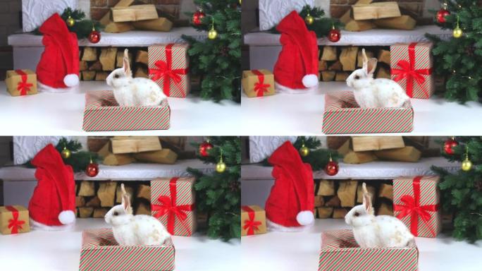 一只可爱的兔子坐在圣诞树下的礼品盒里。圣诞节或新年。符号2023年。