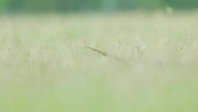 田野高高的草丛中的野鸡的细节照片