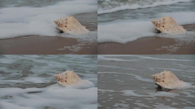 暴风雨期间沙滩上的大型异国贝壳
