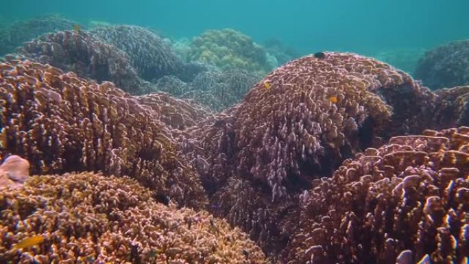 水下彩色珊瑚场景