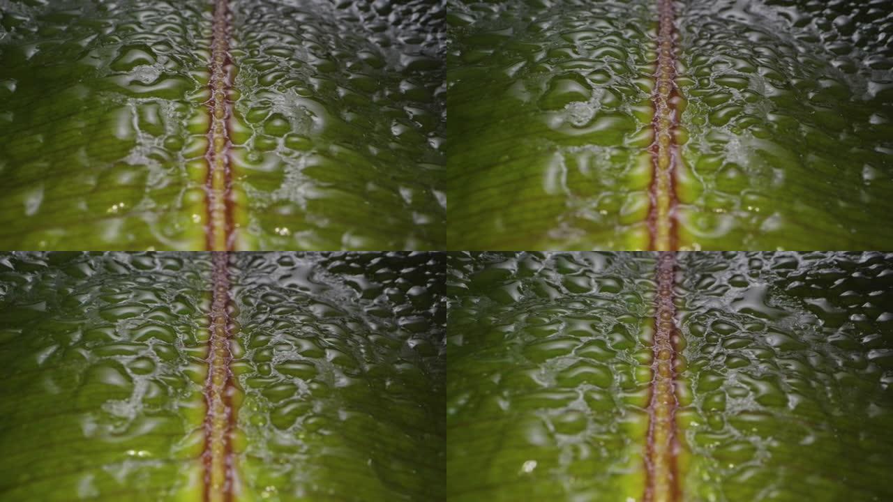 叶子宏观镜头上的水滴