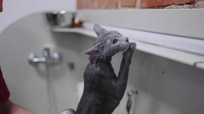 美容沙龙或兽医诊所浴室洗猫，快速蜕皮程序