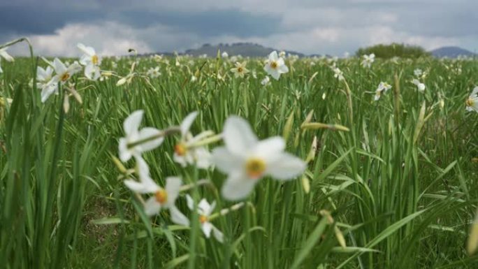 春季野生水仙 (水仙花) 的草地