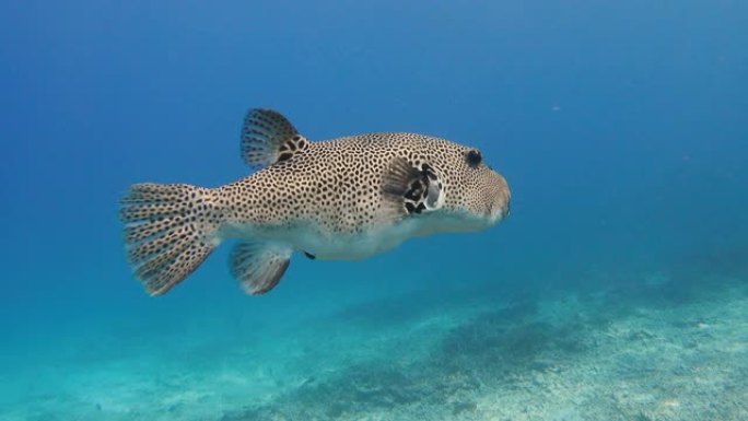 暗礁附近海洋生物的水下视图