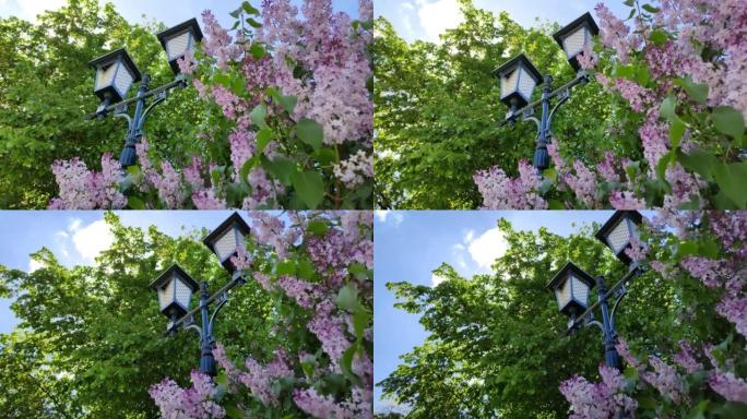 城市公园里美丽的旧灯笼。郁郁葱葱的丁香树枝。湛蓝的天空下盛开的树。植物的春季开花。4k，镜头，水平视