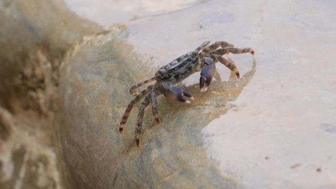 marmoratus Pachygrapsus marmoratus是一种螃蟹，有时称为大理石岩蟹或