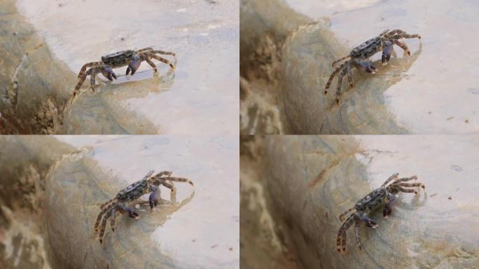 marmoratus Pachygrapsus marmoratus是一种螃蟹，有时称为大理石岩蟹或