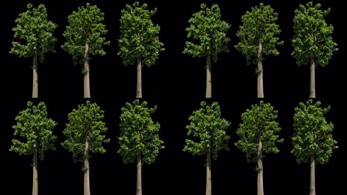Tilia孤立树三棵大树视频素材
