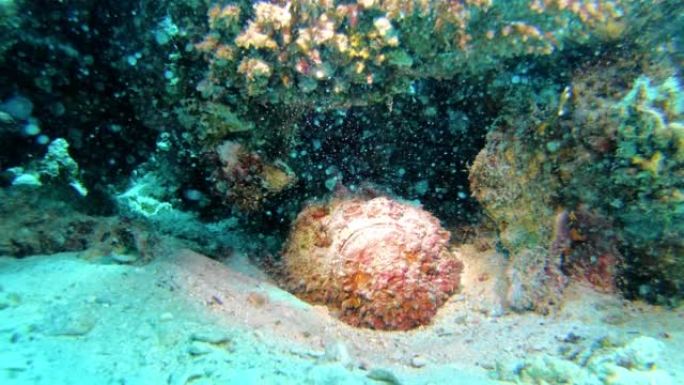 危险的石鱼藏在热带海域的珊瑚礁里。水下射击