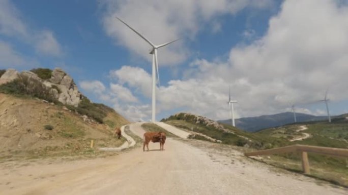 POV汽车在西班牙乡村行驶: 道路上的奶牛