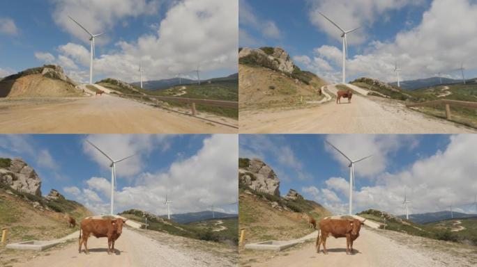 POV汽车在西班牙乡村行驶: 道路上的奶牛