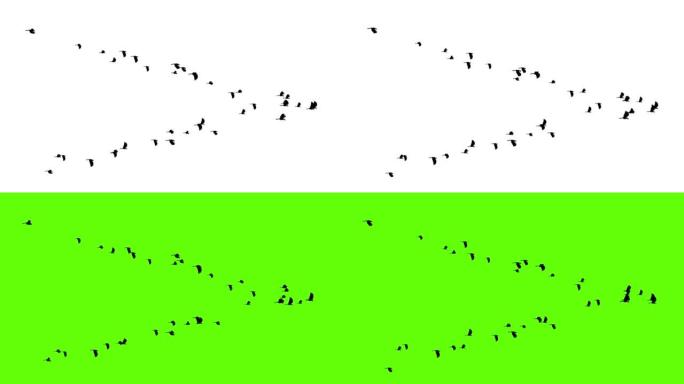在神奇的蓝天循环背景上飞行的鸟v领灰雁慢动作。
