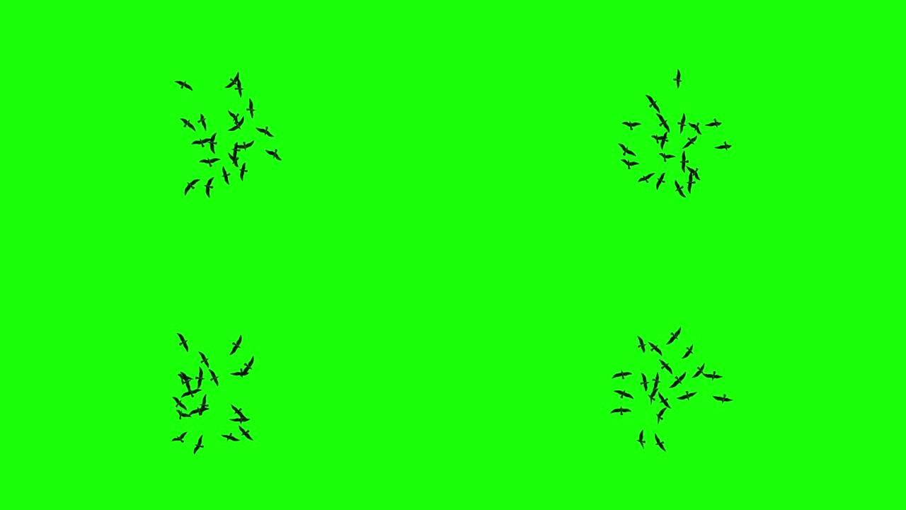 一群鸟在绿色屏幕上绕圈飞行无缝循环