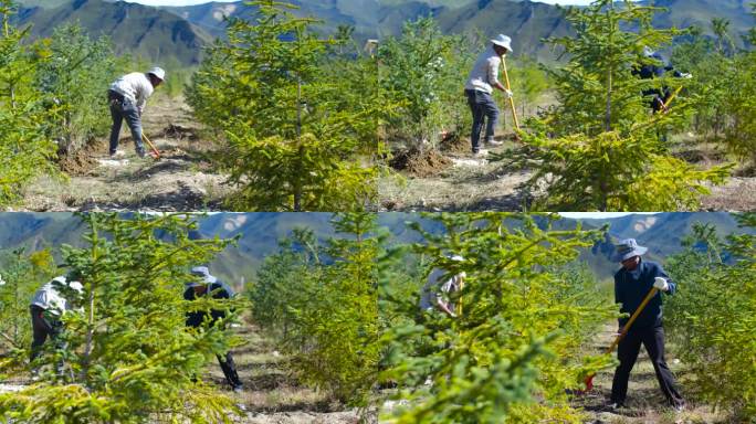 城市绿化 园林绿化 植树造林实拍视频素材