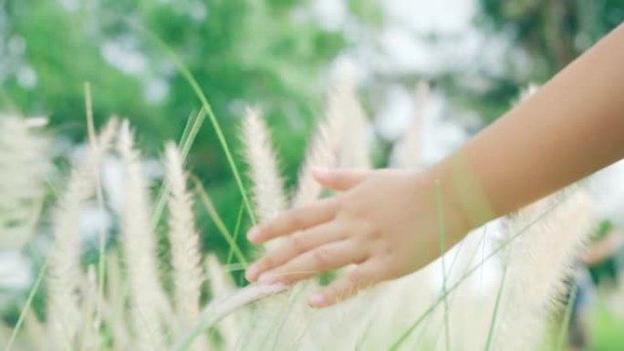小女孩摸草的手。小女孩摸草的手