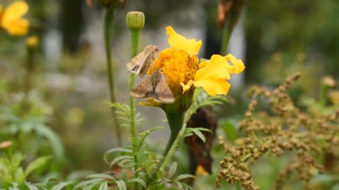 黄花和上面的两只蛾子。