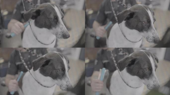 在动物园沙龙里梳理狗，专业美容师正在用furminator刷猎犬的头发
