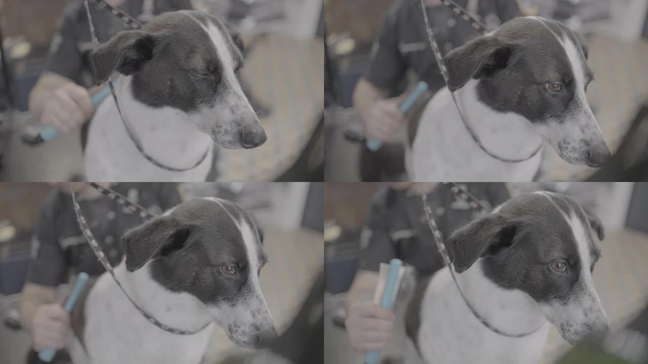 在动物园沙龙里梳理狗，专业美容师正在用furminator刷猎犬的头发