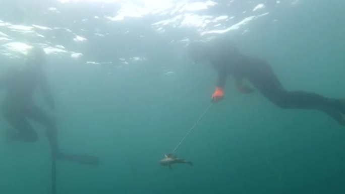 鱼矛渔夫狩猎猎物的水下视图