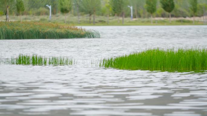 水草丰盛 水草丰茂 水波荡漾 湿地 水草