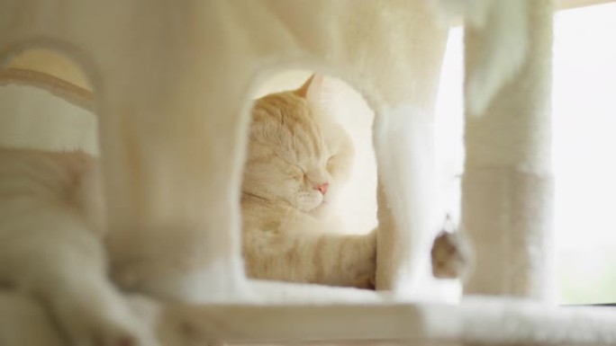 可爱的英国短毛猫在蓬松的猫屋休息