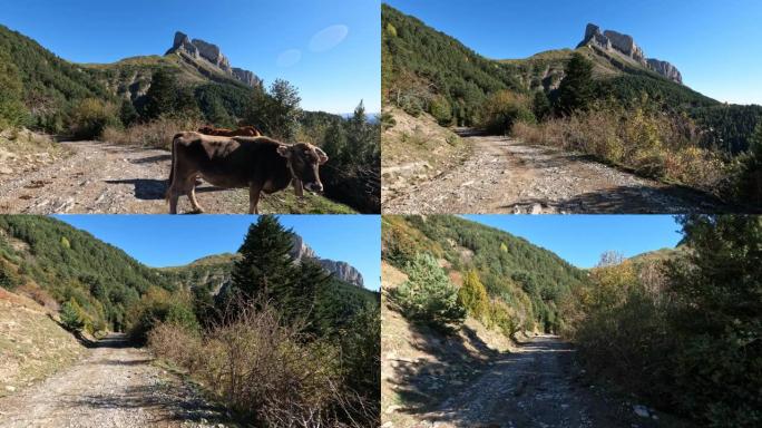 土路上的奶牛挡住了通道。离开山顶上的休闲土路。自然、风景和风景如画的山林环境。