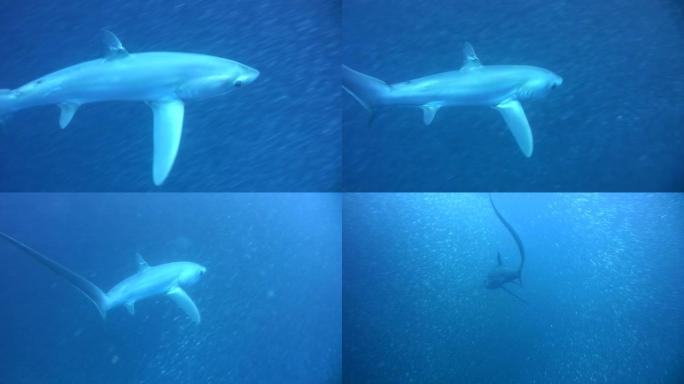 大眼长尾鲨 (Alopias superciliosus) 在一所巨大的沙丁鱼学校游泳