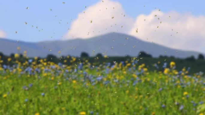 4k养蜂人从蜂蜜中生产蜜蜂、蜂巢和蜂蜜。养蜂人梳理