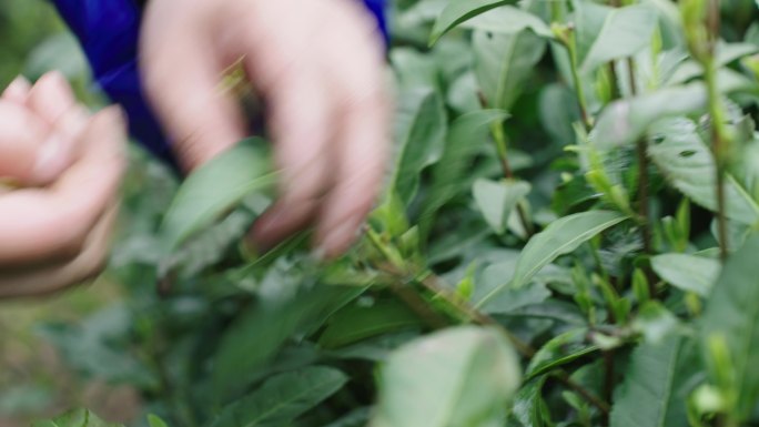 龙井茶农 摘茶 采茶 明前茶