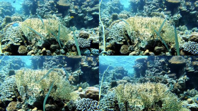 充满活力的水下珊瑚礁与外来物种
