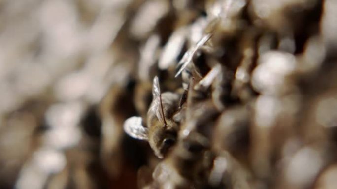 蜜蜂覆盖蜂窝。透明翅膀和蓬松身体的极端特写