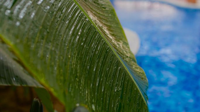 热带 水 露珠 热带雨林 热带树木 景观