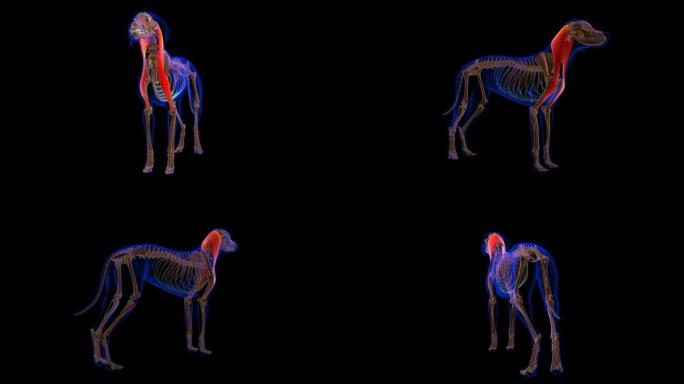 头臂肌狗肌肉解剖医学概念3D动画